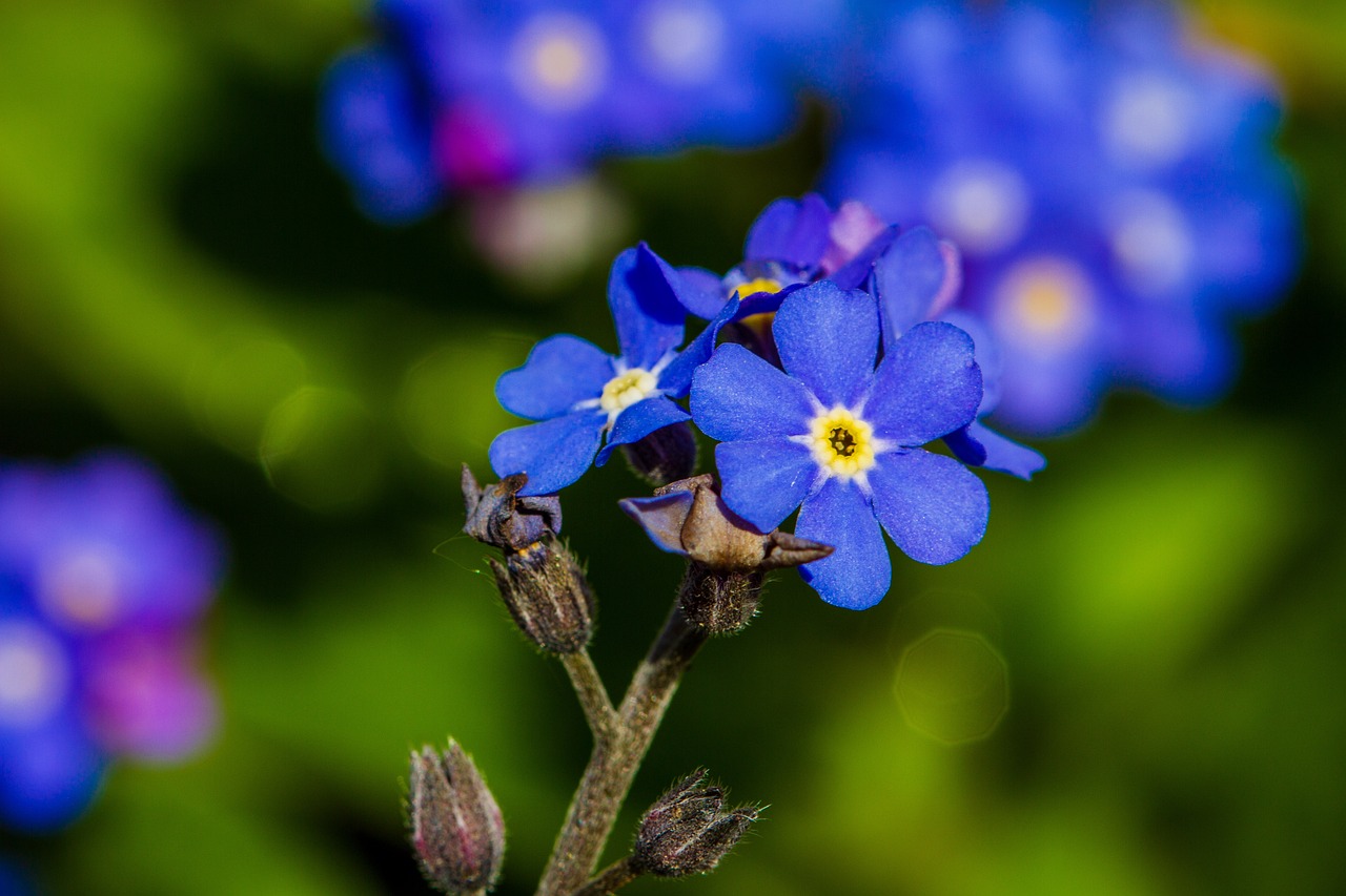 vergissmeinnicht.jpg